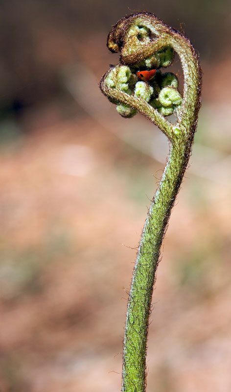 Young fern and guest