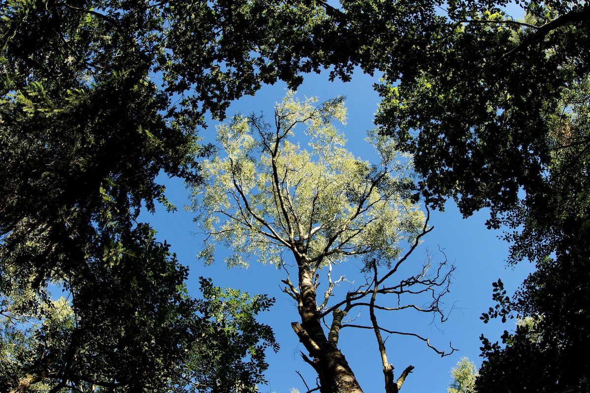 Tree tops