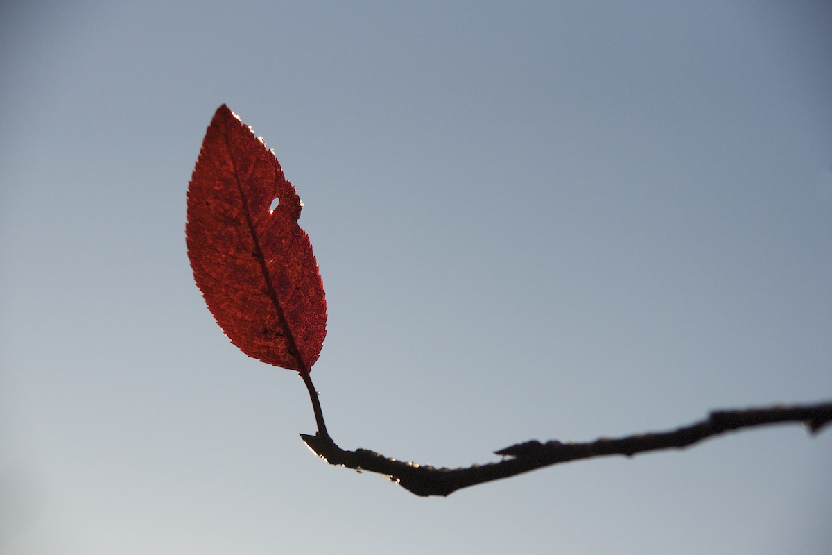 one leaf left