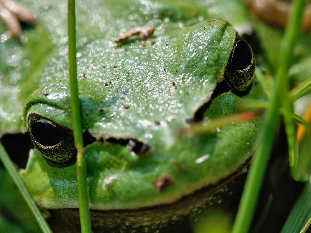 Tree Frog